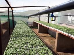 images/Q-cumberland Infrustructure/Ashante-Lodge-Q-Cumberland-Farming-Lephalale-06-6.jpg